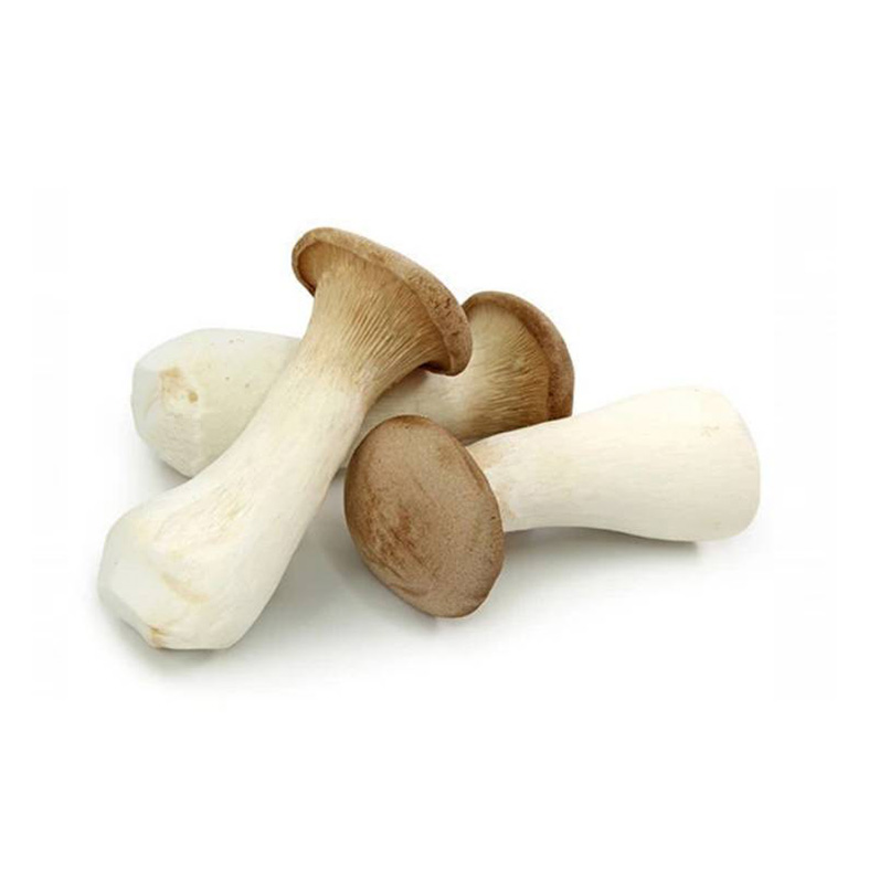 Jamur Oyster King 200gr