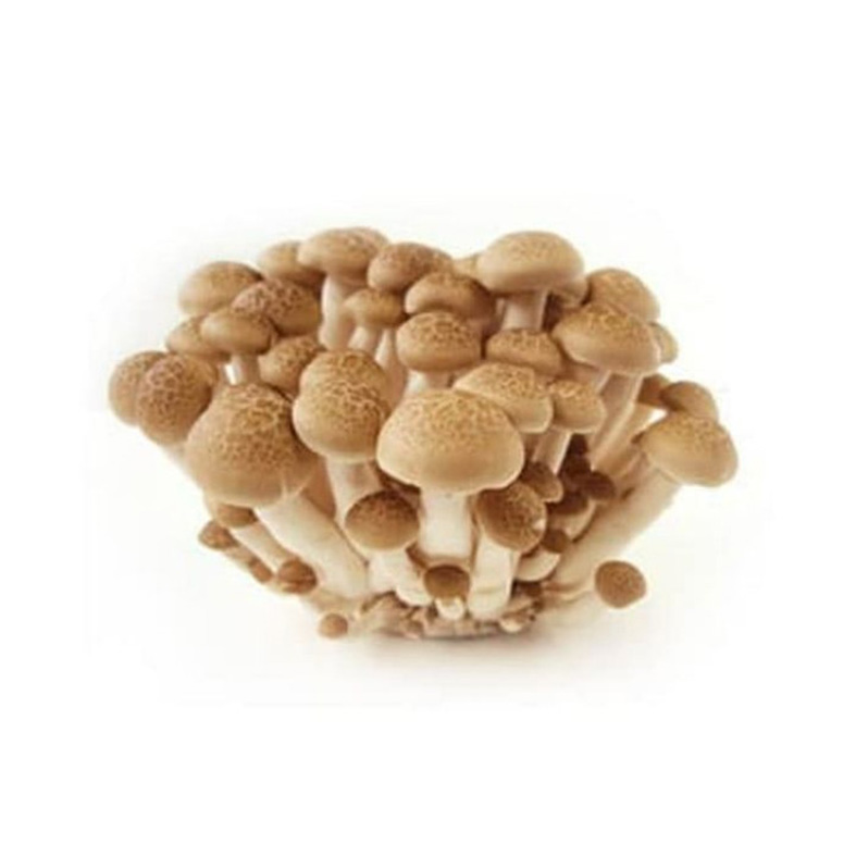 Jamur shimeji coklat 150gr